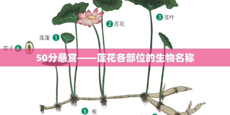 50分悬赏——莲花各部位的生物名称