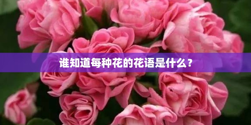 谁知道每种花的花语是什么？