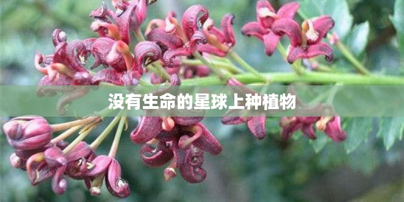 没有生命的星球上种植物