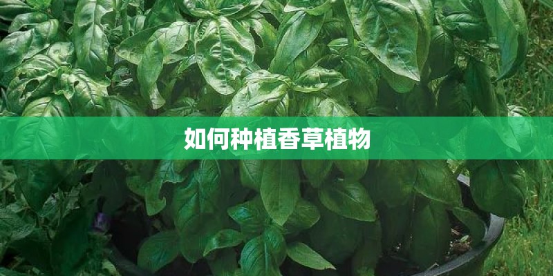如何种植香草植物 如何种植香草植物