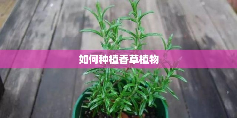 如何种植香草植物 如何种植香草植物