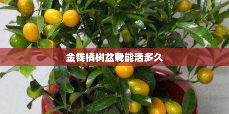 金钱橘树盆栽能活多久
