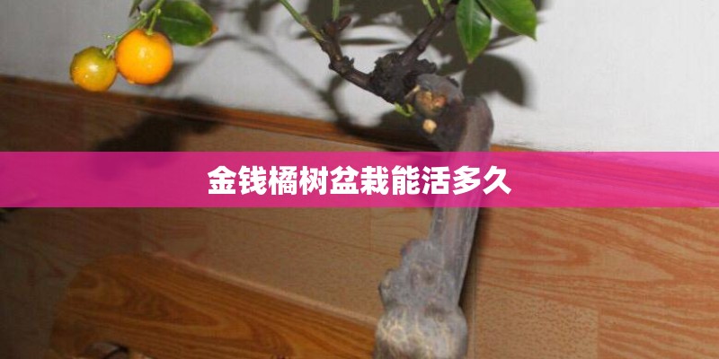 金钱橘树盆栽能活多久