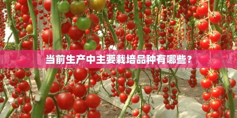 当前生产中主要栽培品种有哪些? 当前生产中主要栽培品种有哪些?