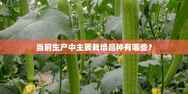 当前生产中主要栽培品种有哪些? 当前生产中主要栽培品种有哪些?