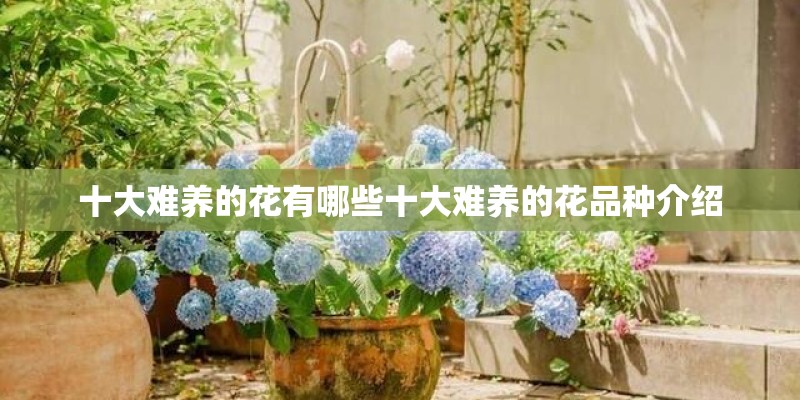 十大难养的花有哪些十大难养的花品种介绍