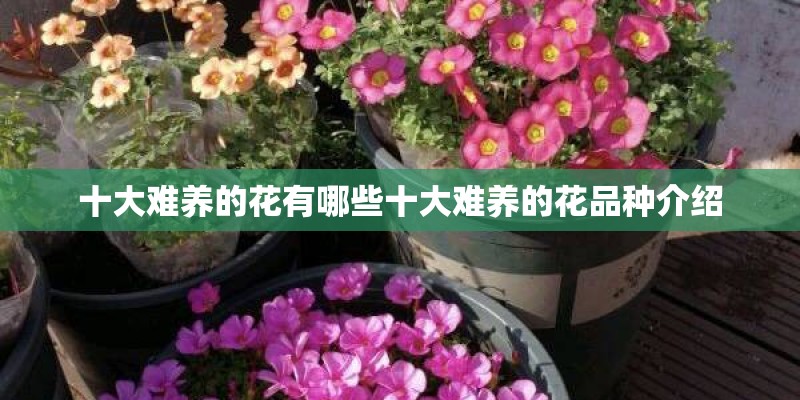 十大难养的花有哪些十大难养的花品种介绍