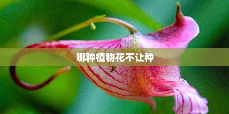 哪种植物花不让种