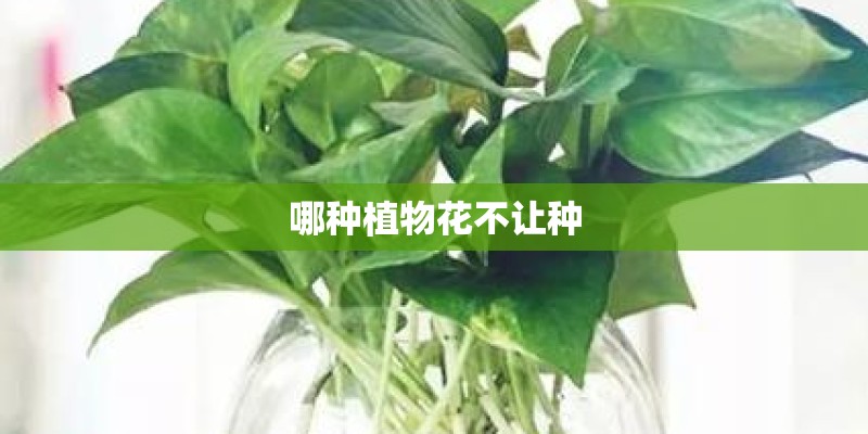 哪种植物花不让种