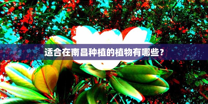 适合在南昌种植的植物有哪些？
