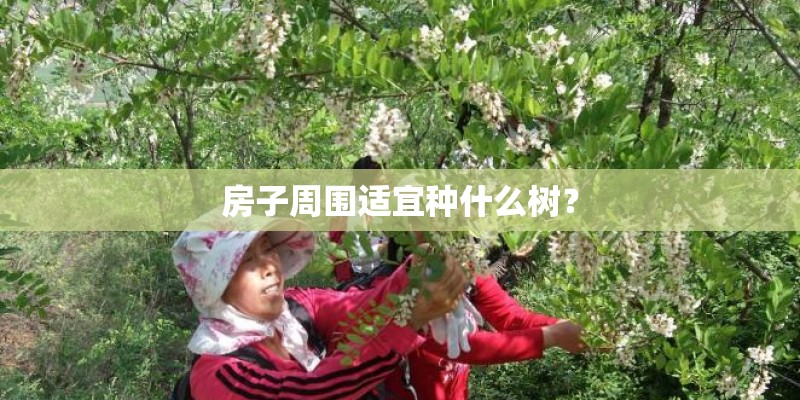 房子周围适宜种什么树？
