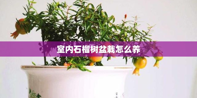 室内石榴树盆栽怎么养