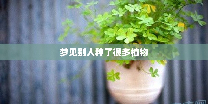 梦见别人种了很多植物