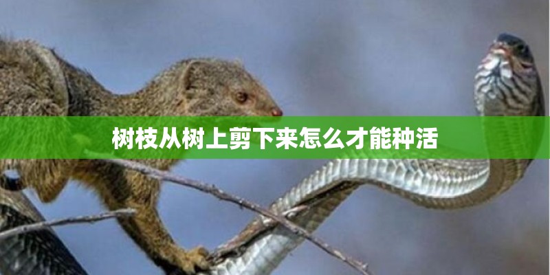 树枝从树上剪下来怎么才能种活 树枝从树上剪下来怎么才能种活