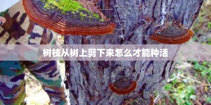 树枝从树上剪下来怎么才能种活 树枝从树上剪下来怎么才能种活