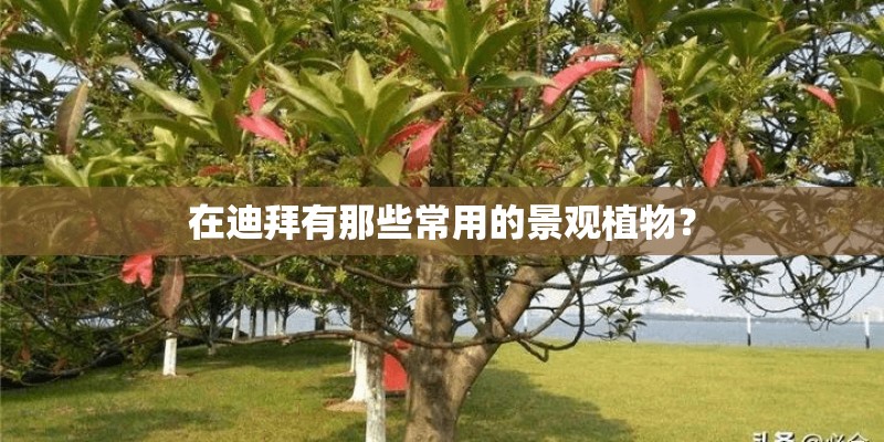 在迪拜有那些常用的景观植物？