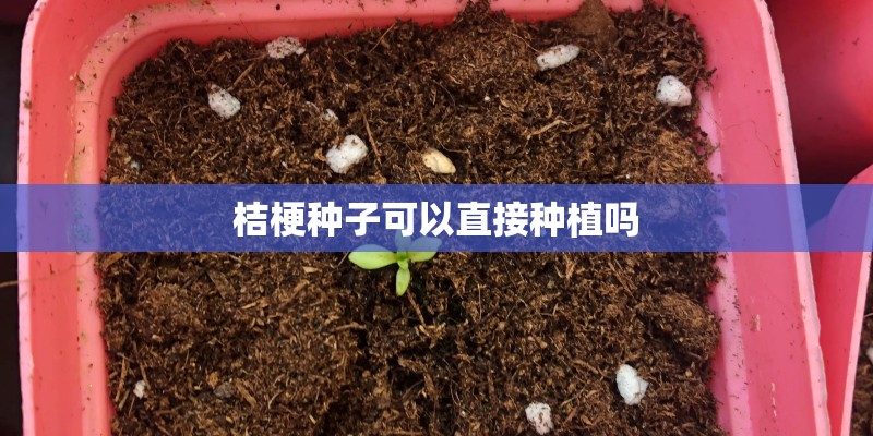 桔梗种子可以直接种植吗
