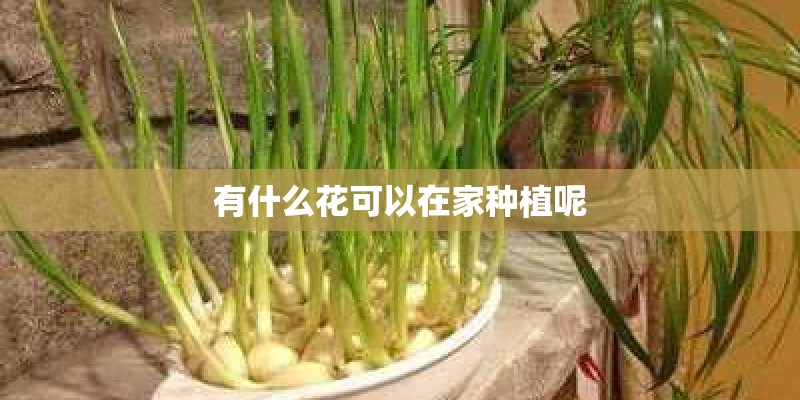 有什么花可以在家种植呢