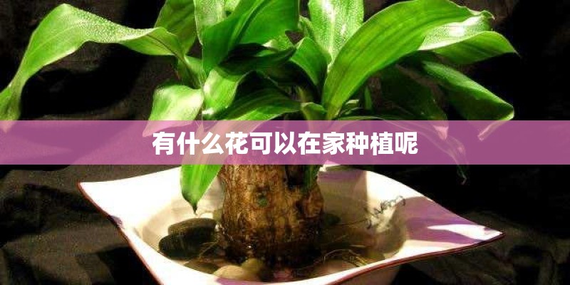 有什么花可以在家种植呢