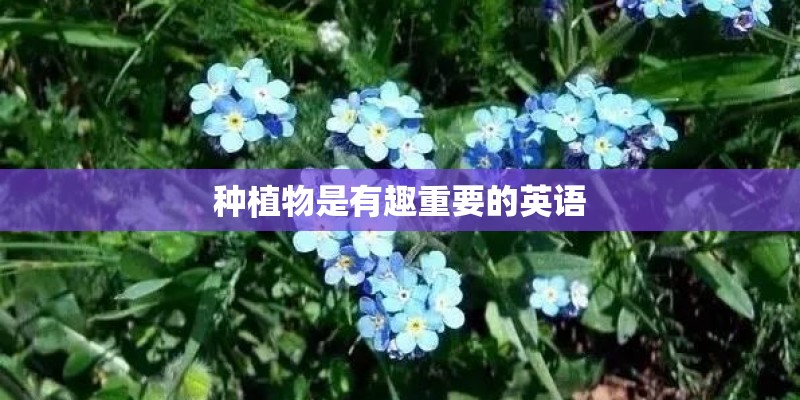 种植物是有趣重要的英语