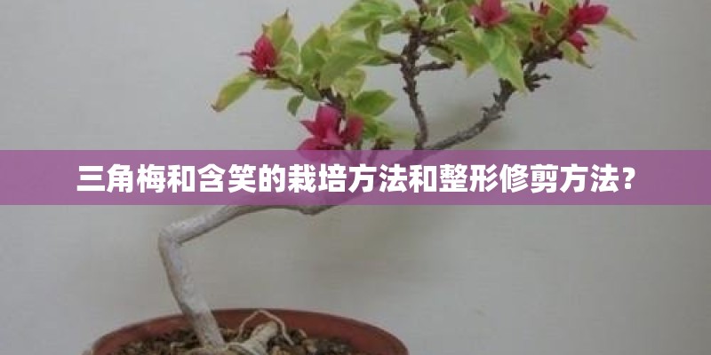 三角梅和含笑的栽培方法和整形修剪方法？
