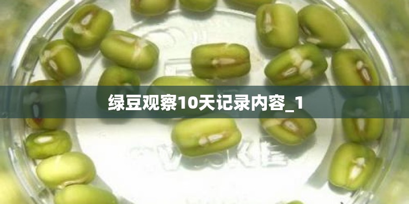 绿豆观察10天记录内容_1 绿豆观察10天记录内容_1