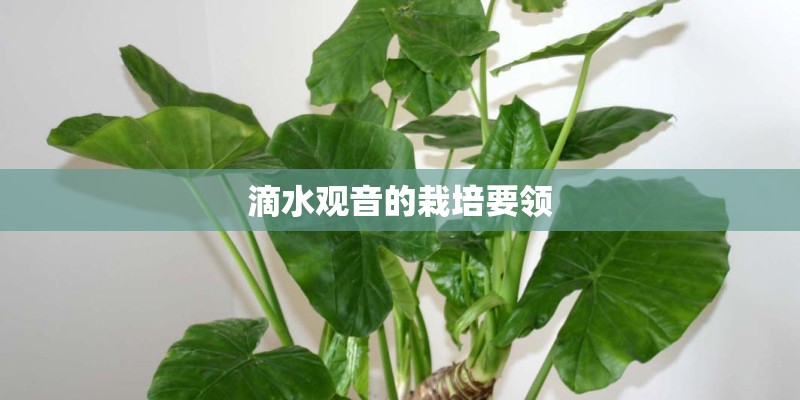 滴水观音的栽培要领 滴水观音的栽培要领