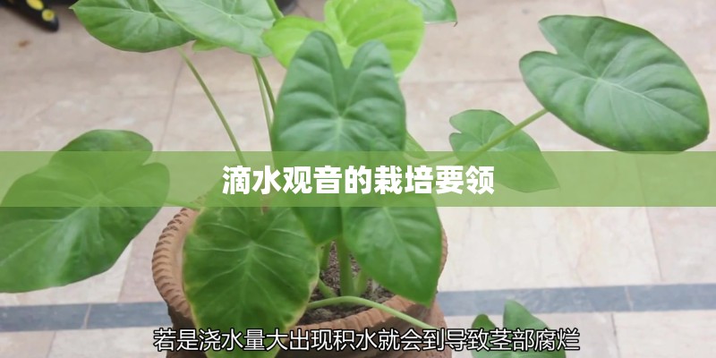 滴水观音的栽培要领 滴水观音的栽培要领