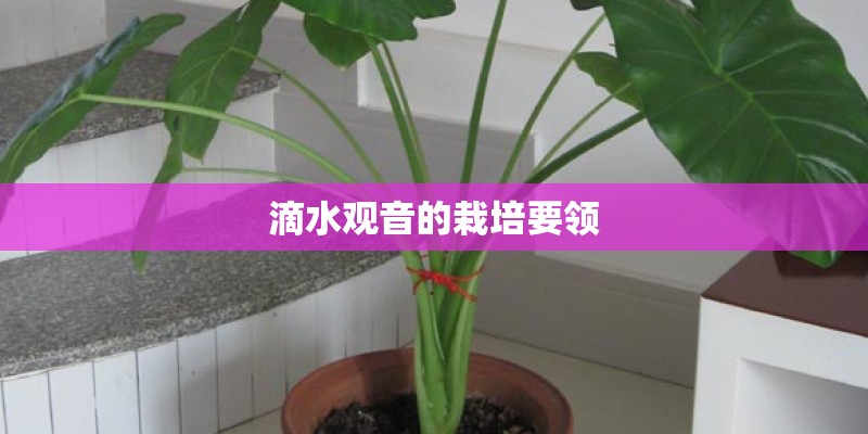 滴水观音的栽培要领 滴水观音的栽培要领