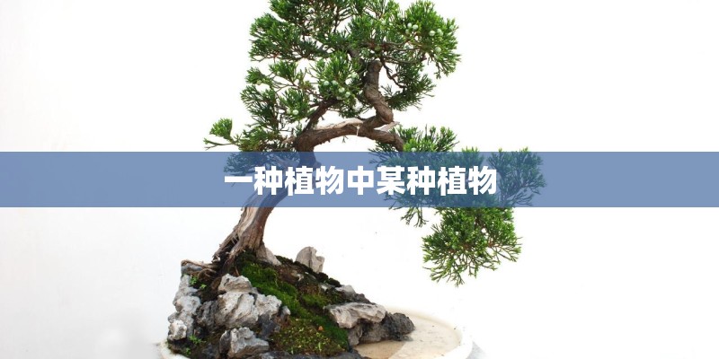 一种植物中某种植物 一种植物中某种植物
