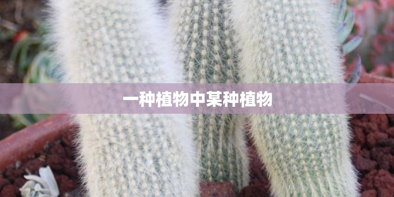 一种植物中某种植物 一种植物中某种植物