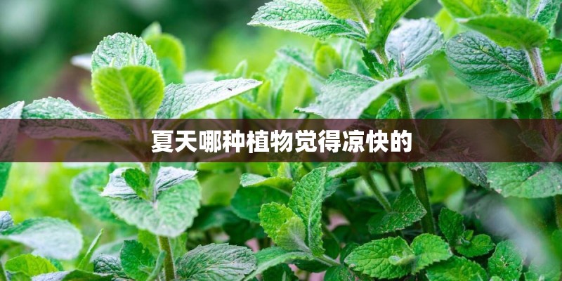 夏天哪种植物觉得凉快的