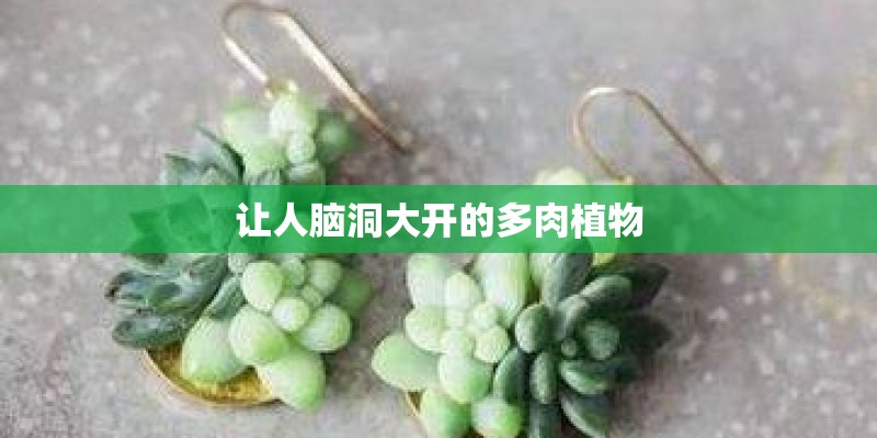 让人脑洞大开的多肉植物 让人脑洞大开的多肉植物