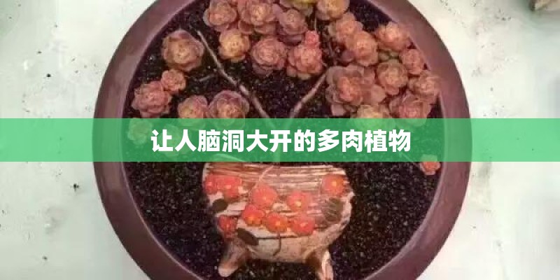 让人脑洞大开的多肉植物 让人脑洞大开的多肉植物