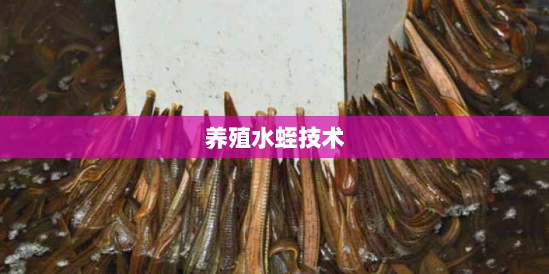 养殖水蛭技术