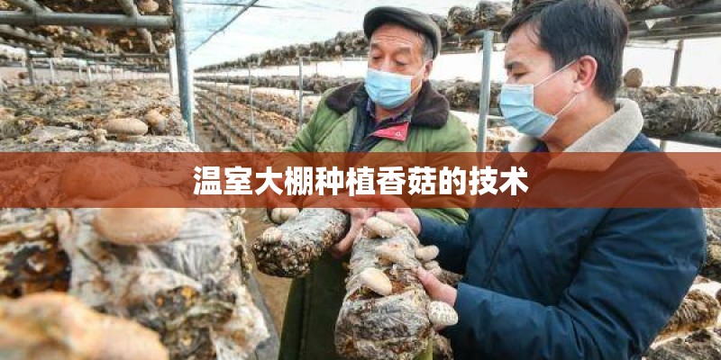 温室大棚种植香菇的技术
