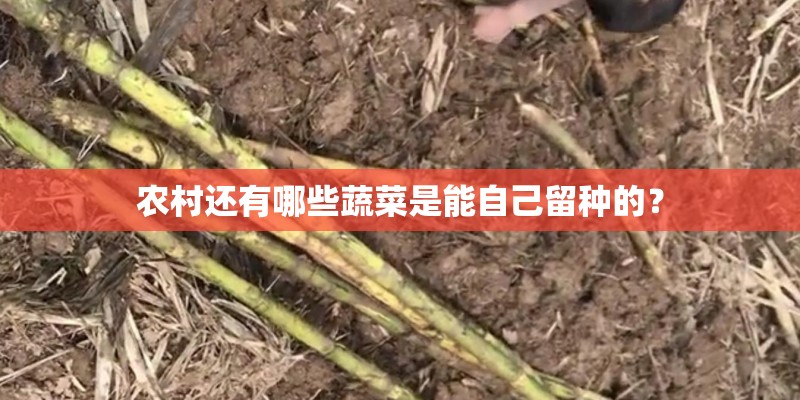 农村还有哪些蔬菜是能自己留种的？