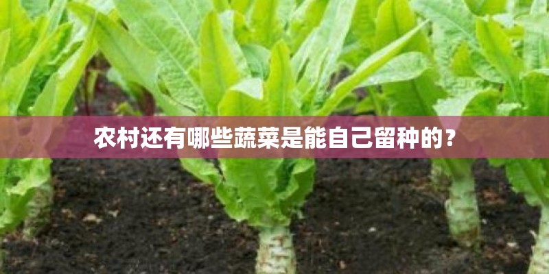 农村还有哪些蔬菜是能自己留种的？
