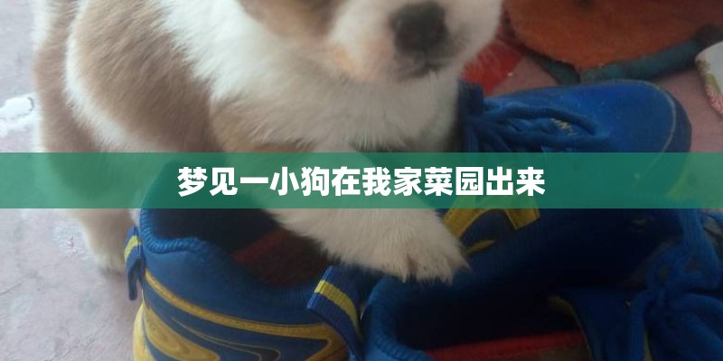 梦见一小狗在我家菜园出来