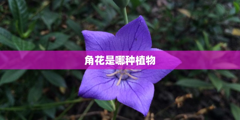 角花是哪种植物