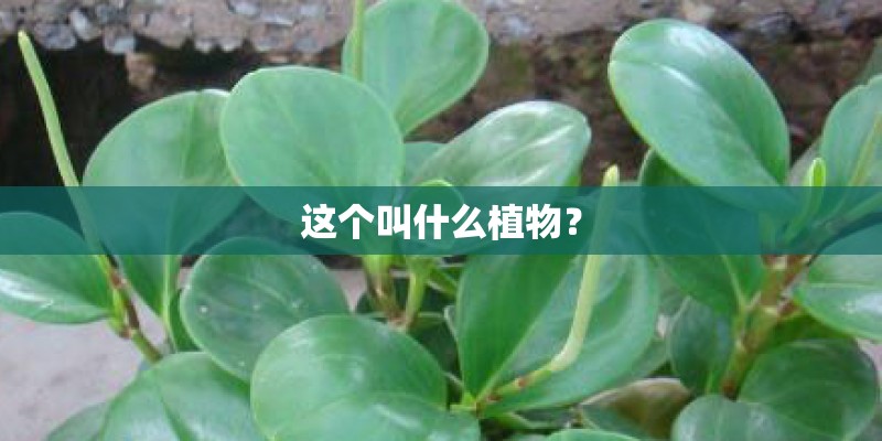 这个叫什么植物？