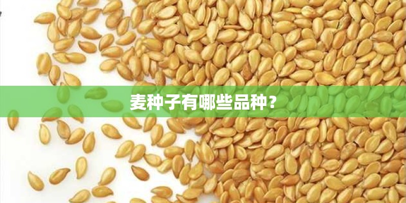 麦种子有哪些品种? 麦种子有哪些品种?