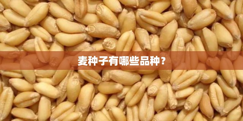麦种子有哪些品种? 麦种子有哪些品种?