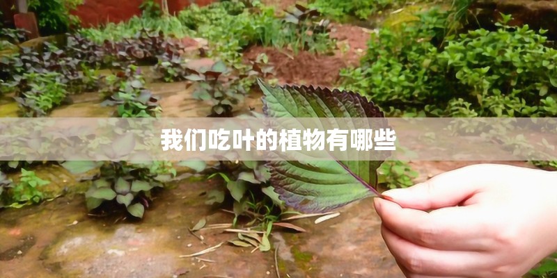 我们吃叶的植物有哪些 我们吃叶的植物有哪些