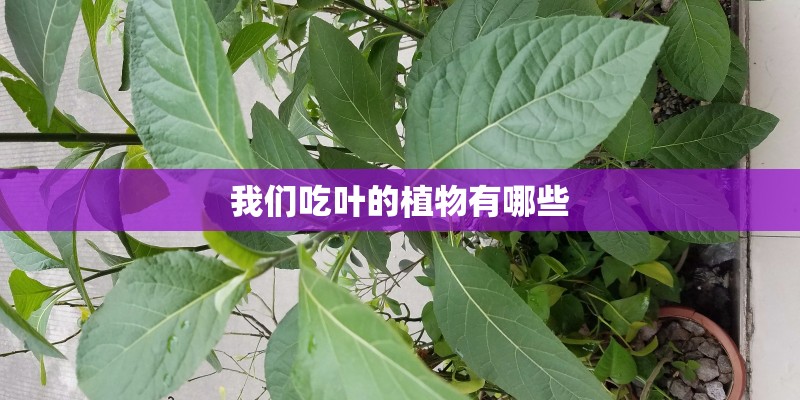 我们吃叶的植物有哪些 我们吃叶的植物有哪些
