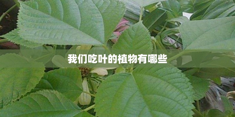 我们吃叶的植物有哪些 我们吃叶的植物有哪些