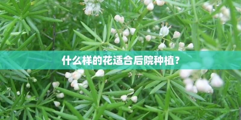 什么样的花适合后院种植？