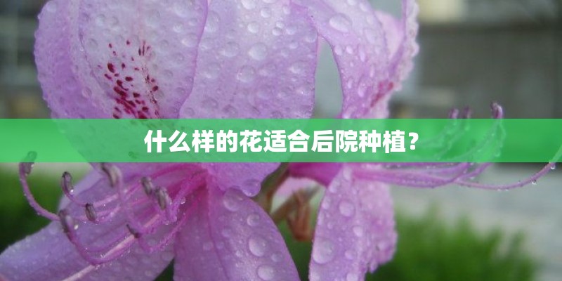 什么样的花适合后院种植？