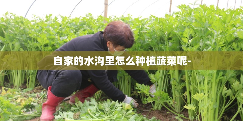 自家的水沟里怎么种植蔬菜呢-
