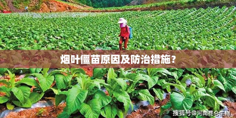 烟叶僵苗原因及防治措施？